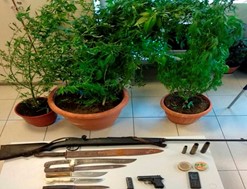 Λάρισα: Kαλλιεργούσε δενδρύλλια κάνναβης στο σπίτι του - Βρέθηκαν και όπλα 